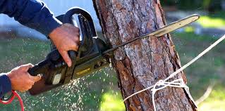 Best Tree Preservation Services  in Spooner, WI