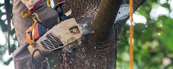 Best Emergency Tree Removal  in Spooner, WI