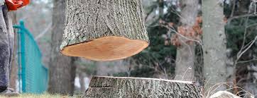 Best Leaf Removal  in Spooner, WI