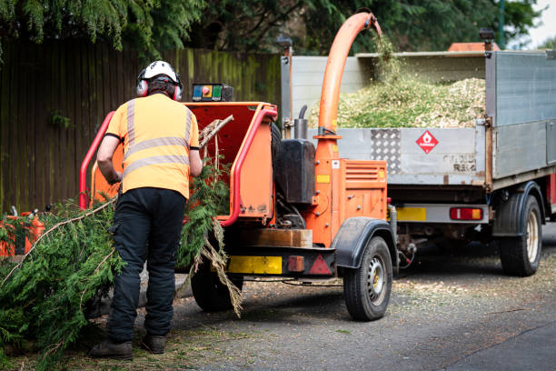 Best Stump Grinding and Removal  in Spooner, WI