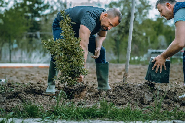 Best Lawn Grading and Leveling  in Spooner, WI
