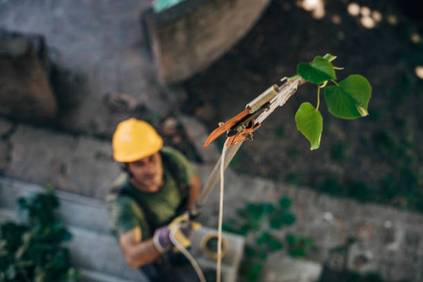 Reliable Spooner, WI Tree Services Solutions