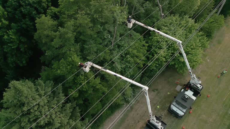 Best Tree Risk Assessment  in Spooner, WI