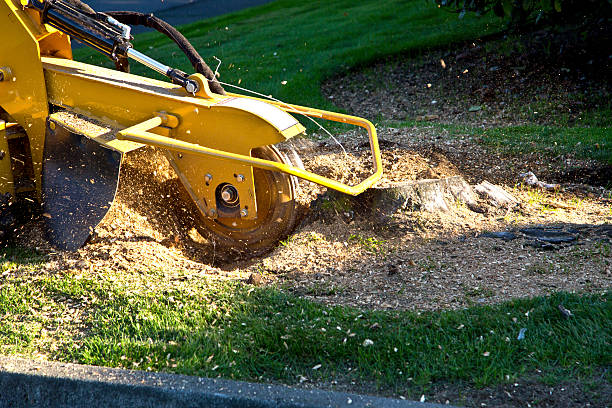 Best Fruit Tree Pruning  in Spooner, WI