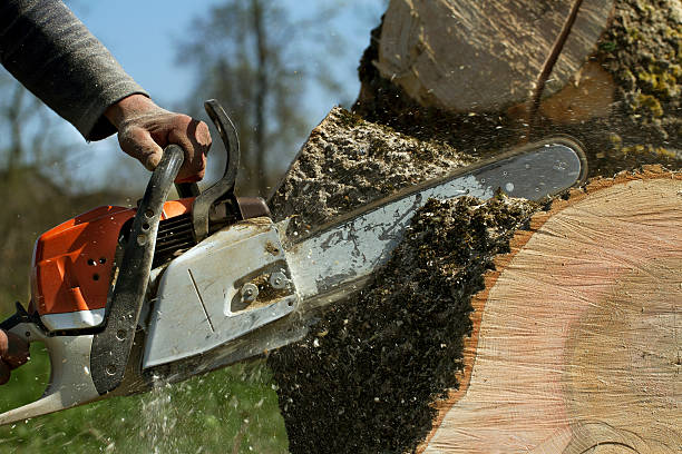 Best Tree Maintenance Programs  in Spooner, WI