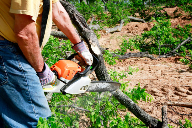 How Our Tree Care Process Works  in  Spooner, WI